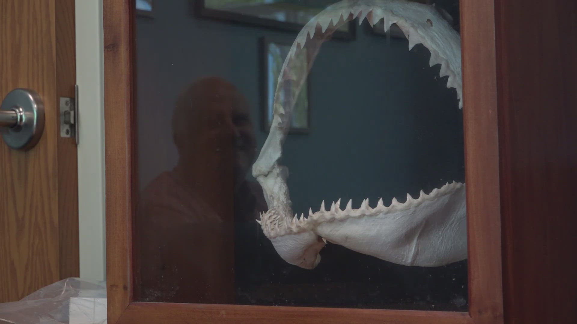 After the recent reports of shark bites in Florida, First Coast News spoke with a marine biologist to get his opinion.