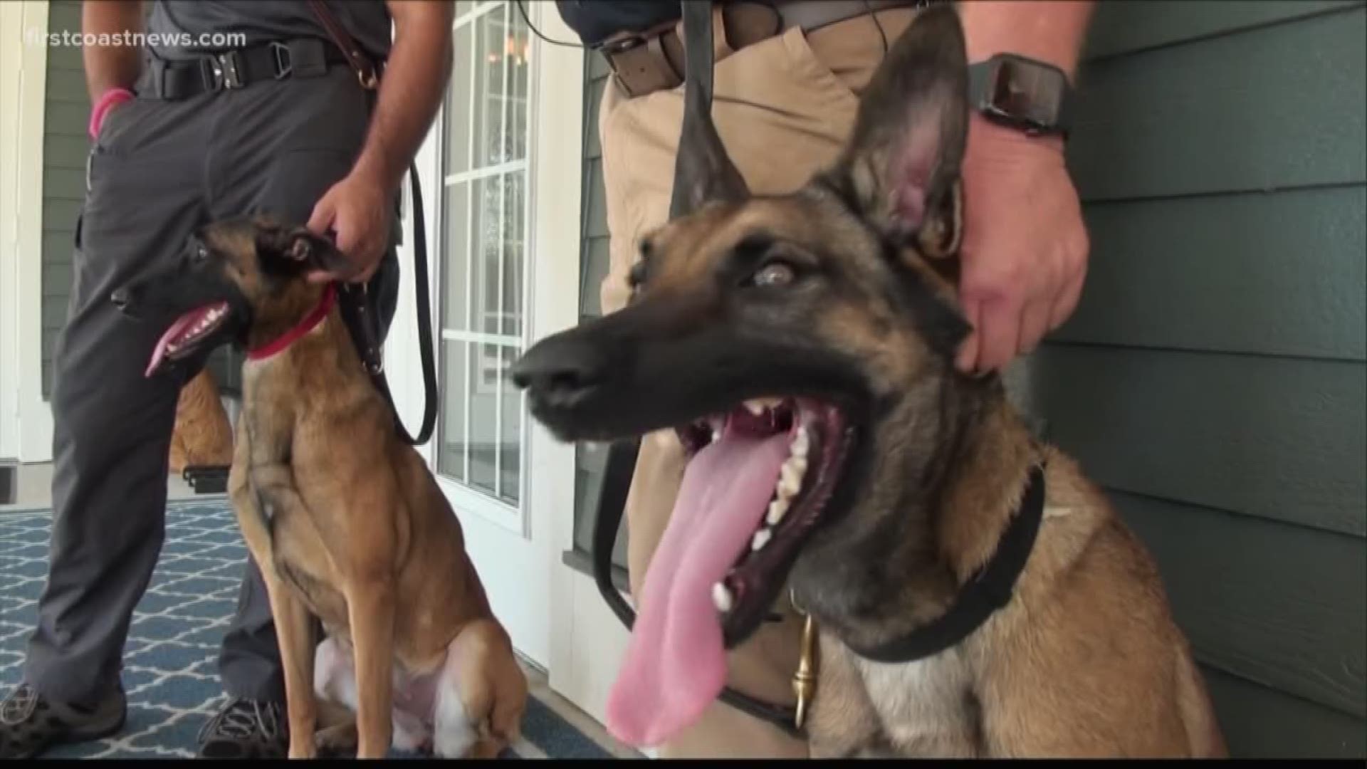 It's hard to even believe this video is real.  But now K9s for Warriors is training this breed for veteran service dogs.