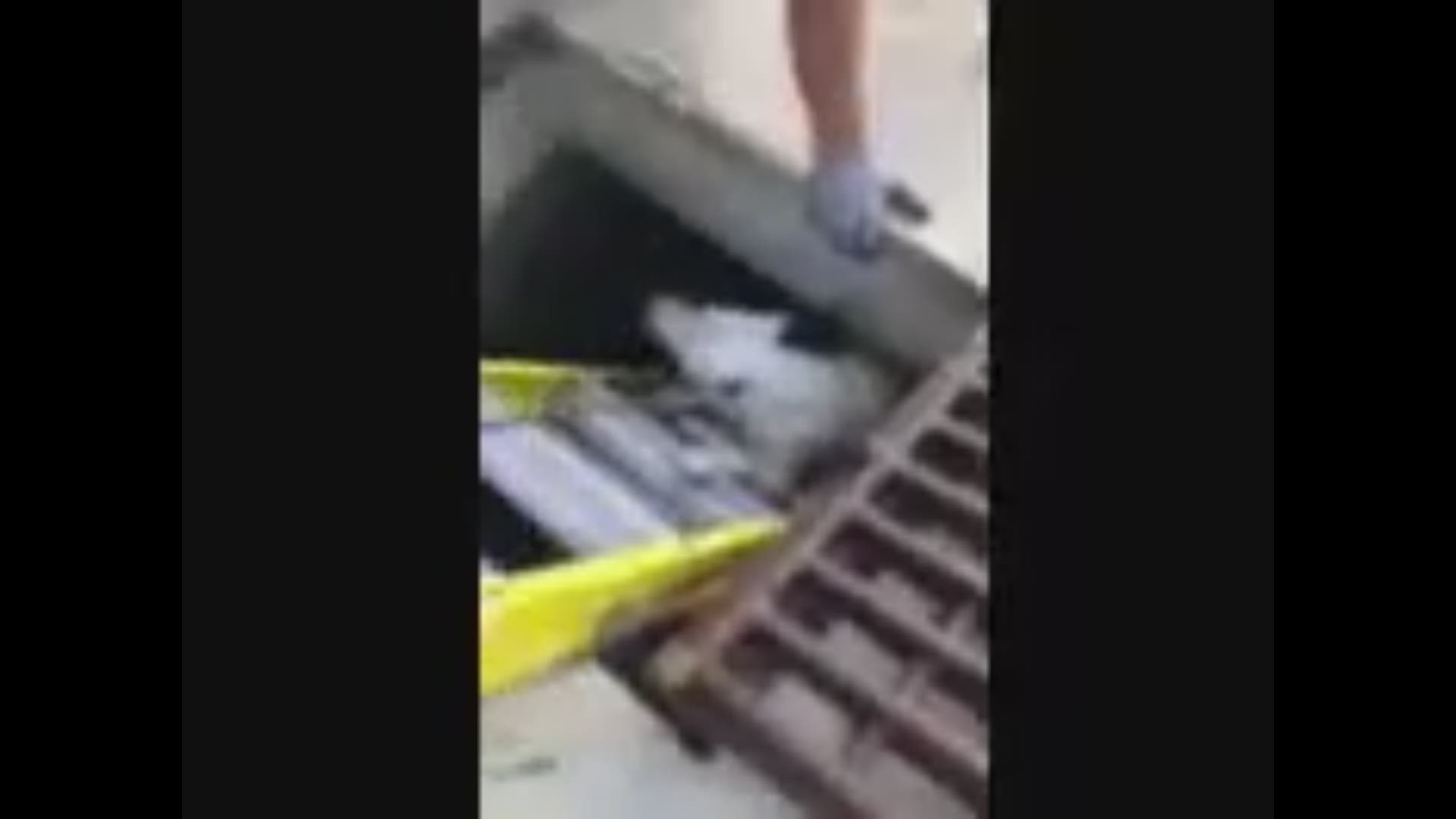 RAW VIDEO: Lost dog rescued from sewer drain in Jacksonville