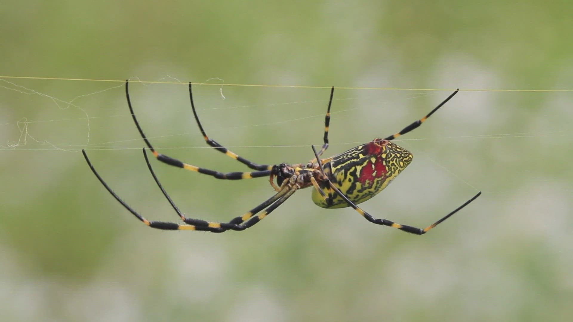 Have you seen headlines about flying, venomous Joro spiders invading the East Coast this summer? Here’s why you shouldn’t worry.