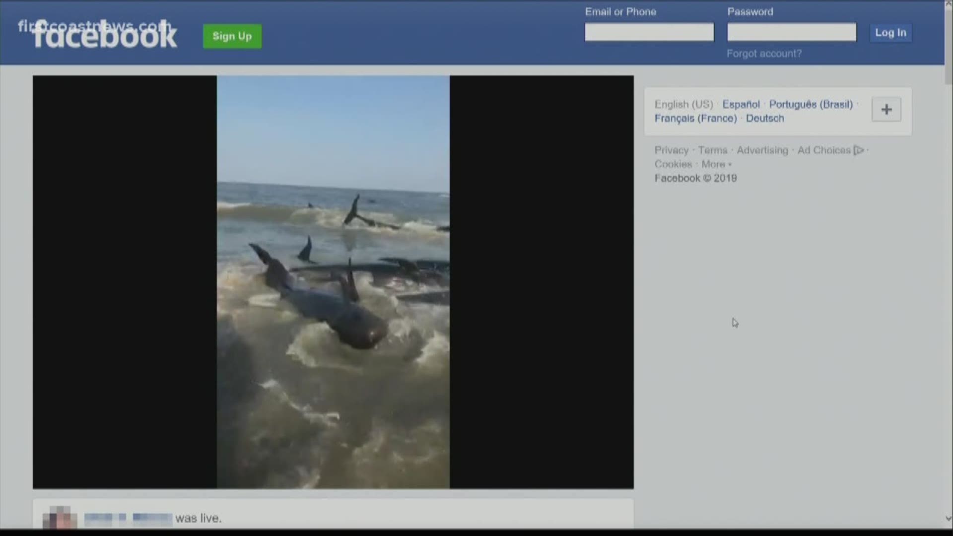 A Facebook Live video shows beachgoers trying to help the whales back into the water. First Coast News speaks to Jacksonville University's director of marine research.