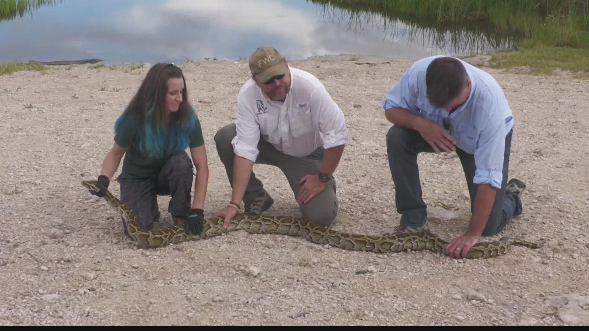 The competition to remove invasive Burmese pythons from the Everglades is underway.