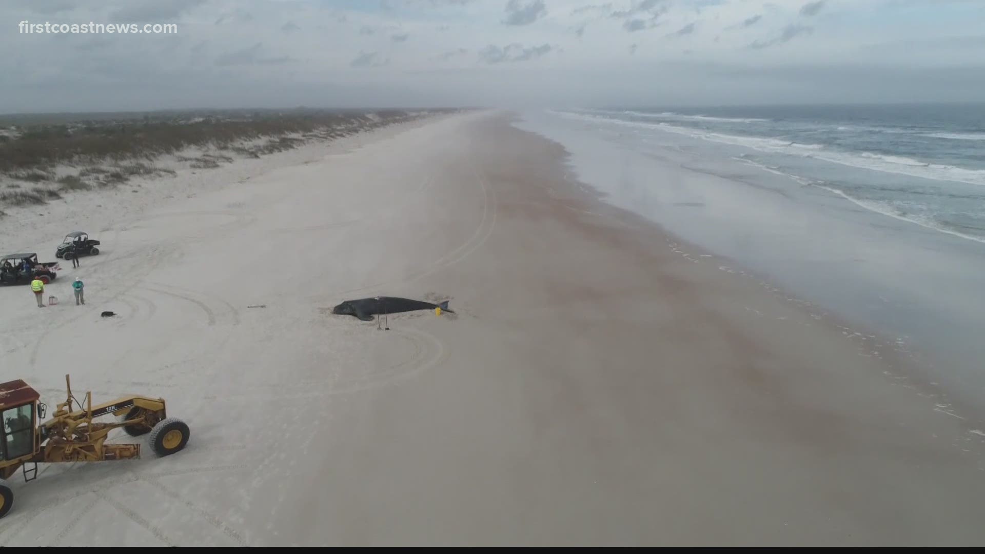 Investigators found there were no state violations and no navigational rules were broken when a boat hit a right whale calf in the St. Augustine inlet last month.
