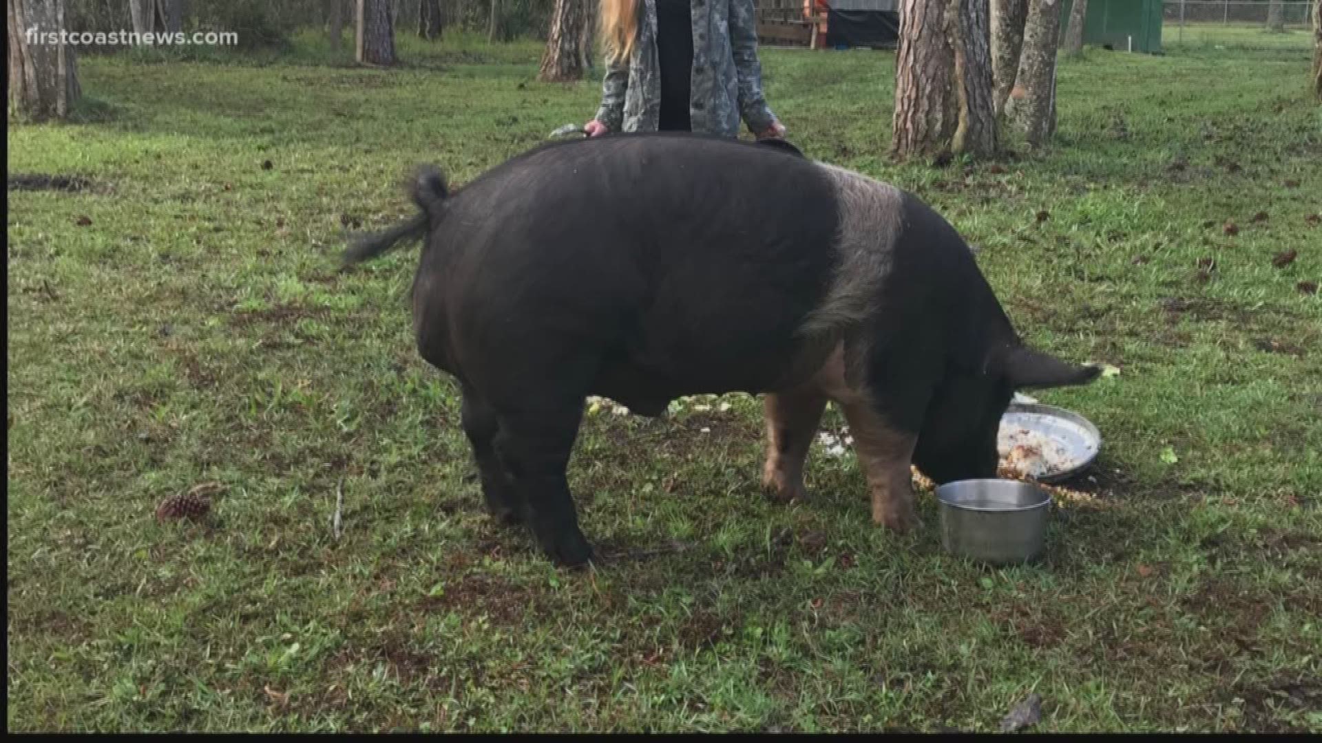 Frankie is a 600 lb. pot belly pig. The family is offering a $5,000 reward for his safe return.