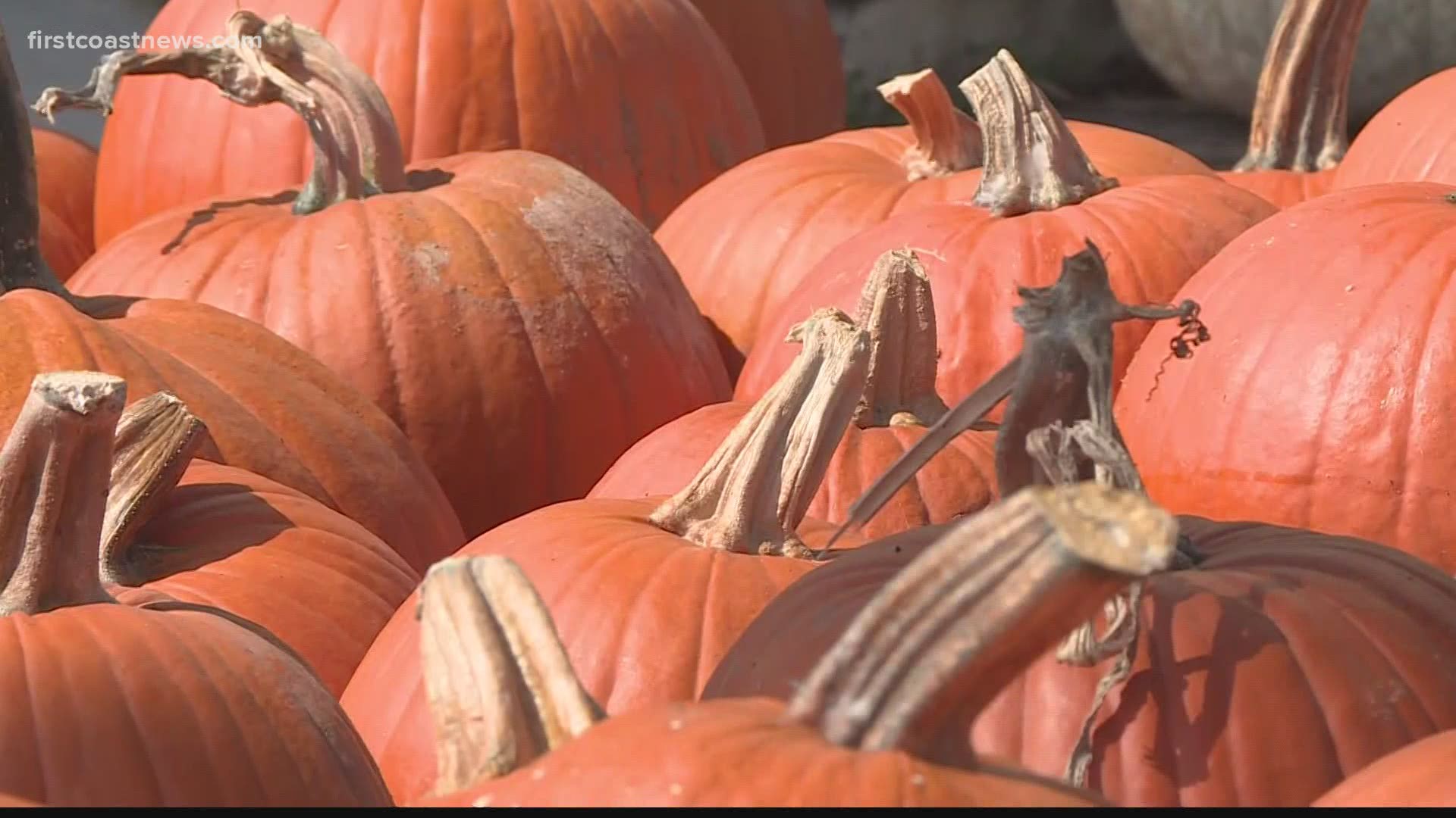 A church in St. Augustine known for its pumpkin patch said the coronavirus has impacted the supply and time they've gotten their pumpkins.