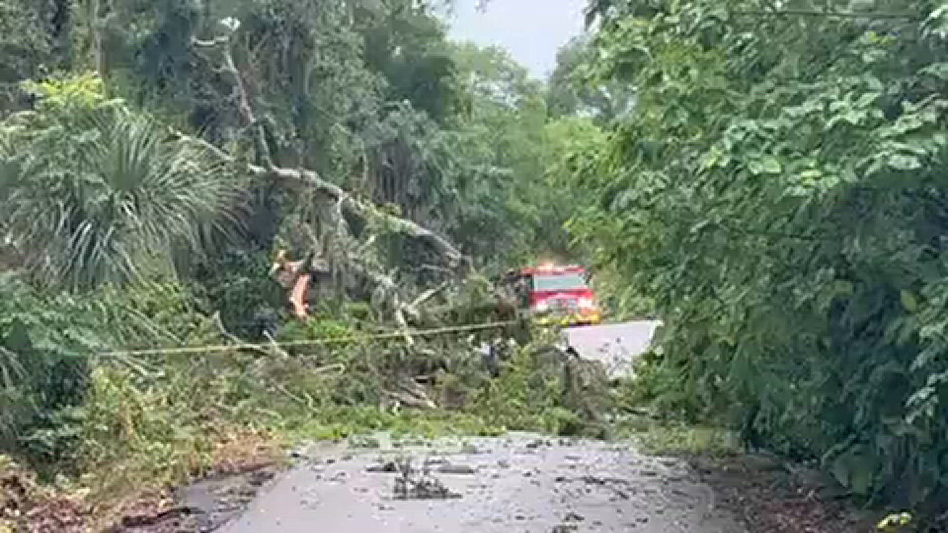 Water Street in Jacksonville blocked by fallen tree Friday.
Credit: Renata Di Gregorio