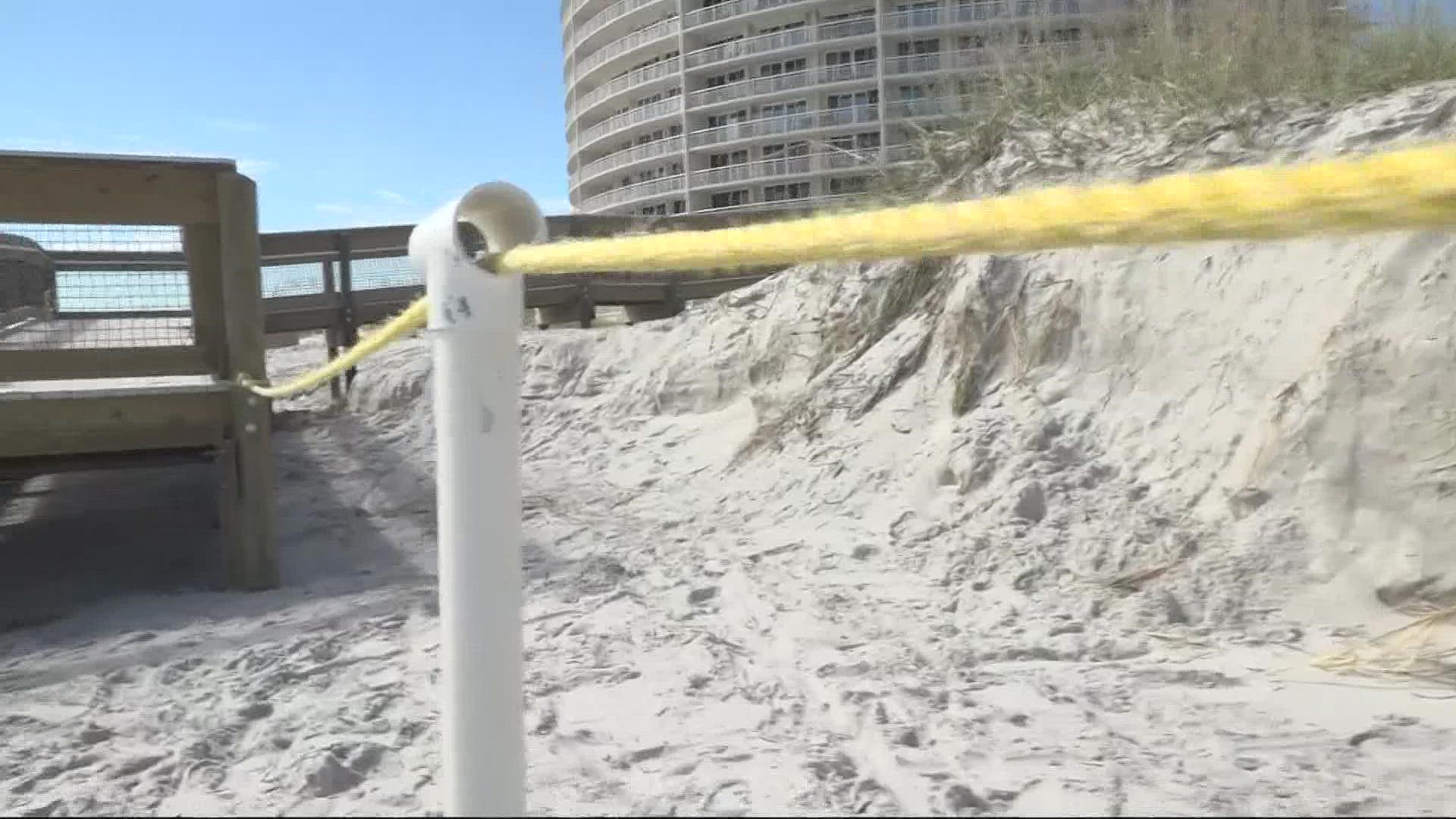 Two years ago, Beaches Sea Turtle Patrol created a barrier for the dunes but Ian washed it out.