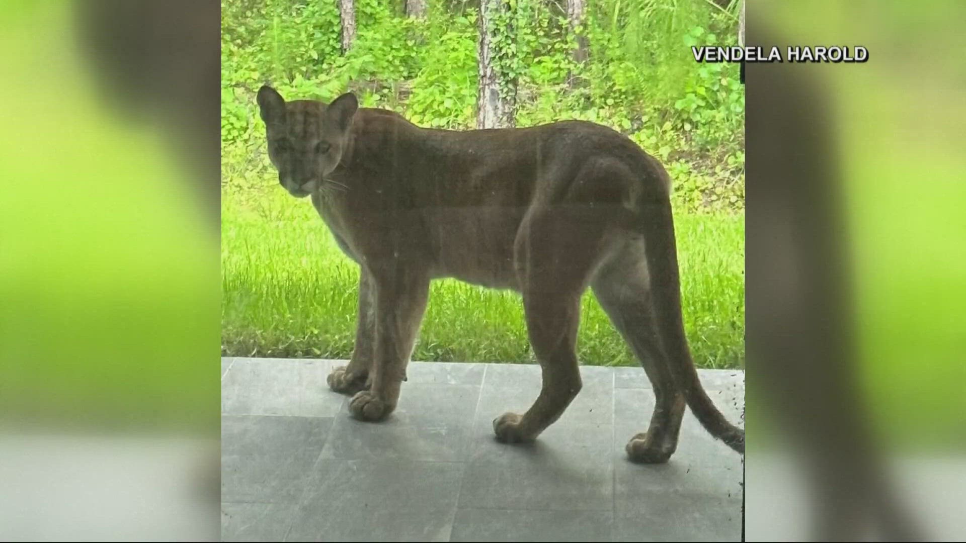 An expert at Florida Gulf Coast University says panthers don't pose much of a threat to humans.