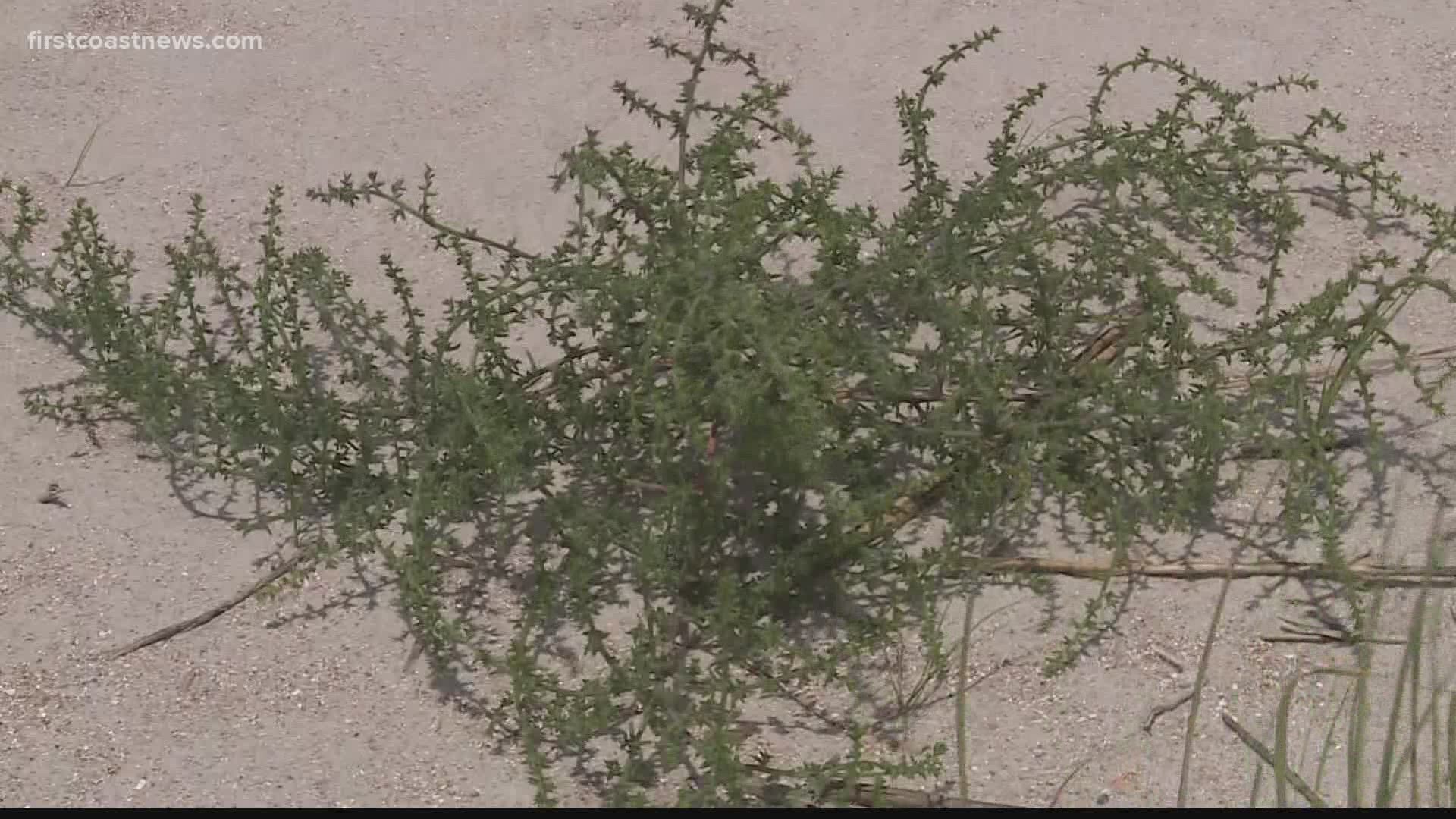 How Are Tumbleweeds Formed? - WorldAtlas