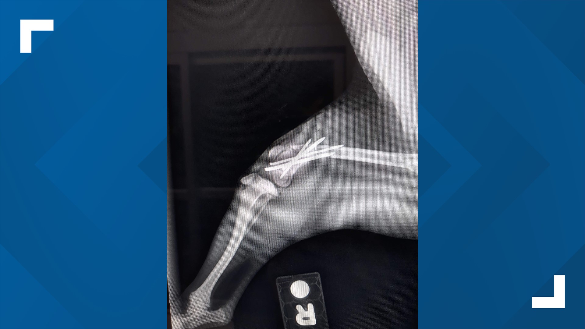 Owners Wanted To Euthanize Dog Facing Expensive Surgery For Broken Leg owners-wanted-to-euthanize-dog-facing-expensive-surgery-for-broken-leg