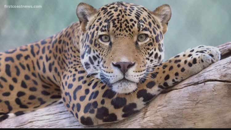 Jaguars Play Role in Cub Named at Jacksonville Zoo