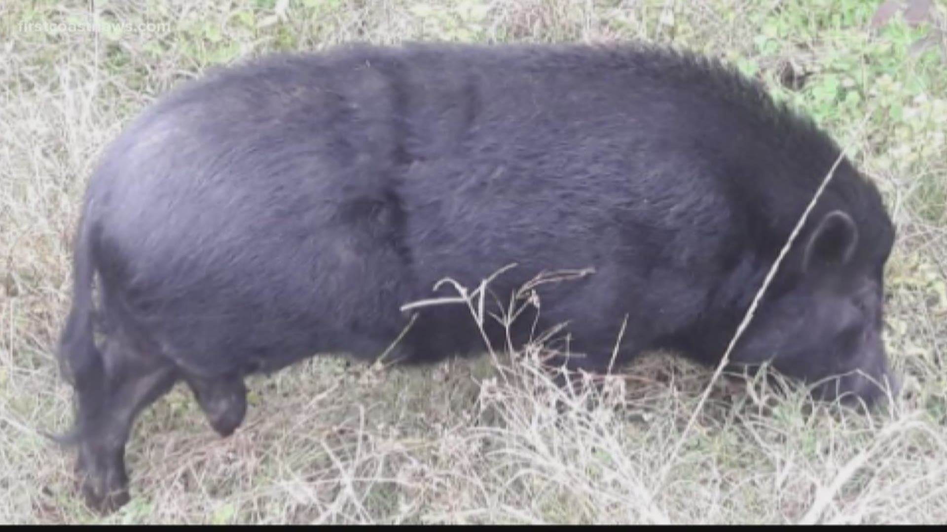 The Jacksonville Sheriff's Office found a loose pig wandering around East Arlington Sunday. Is it yours?