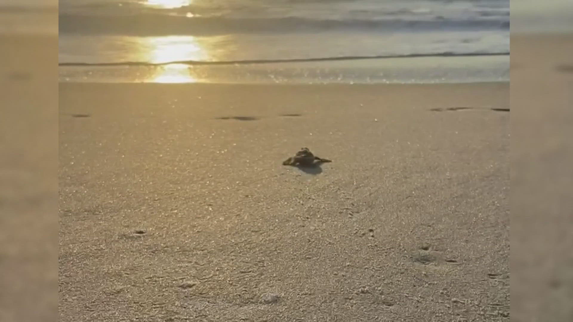 The beach renourishment project created challenges but hasn't significantly impacted the season