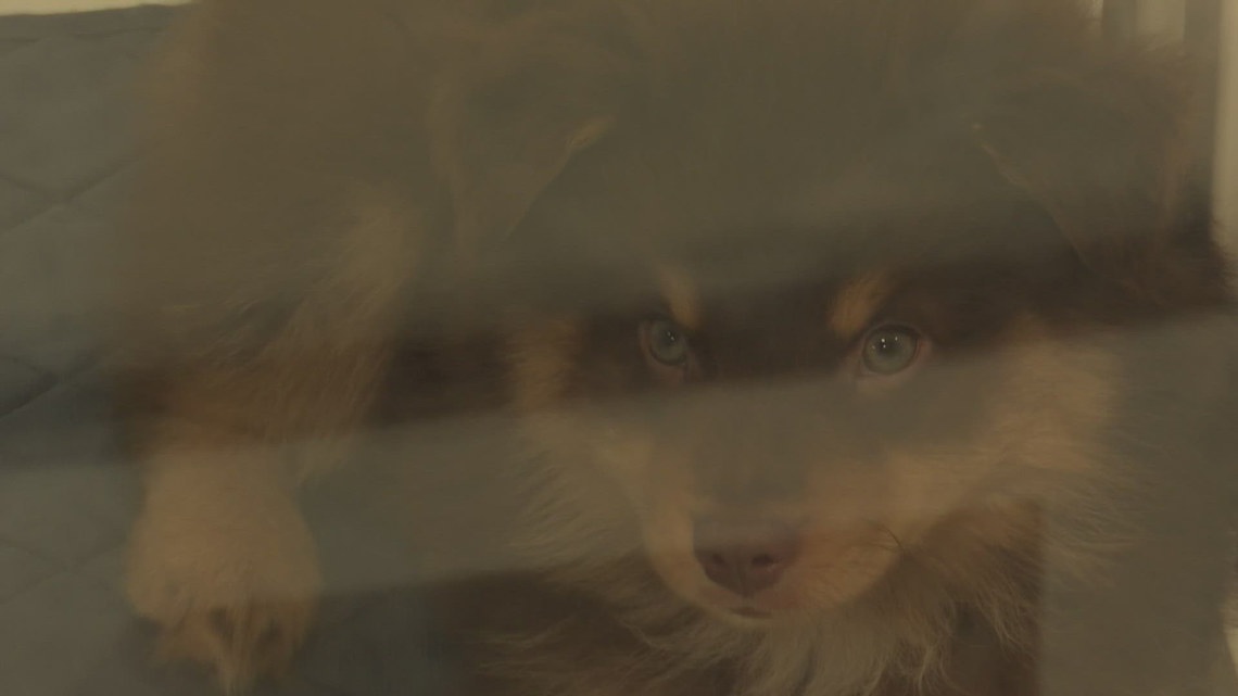 Neighbors oppose new Jacksonville puppy store before it opens, store manager responds