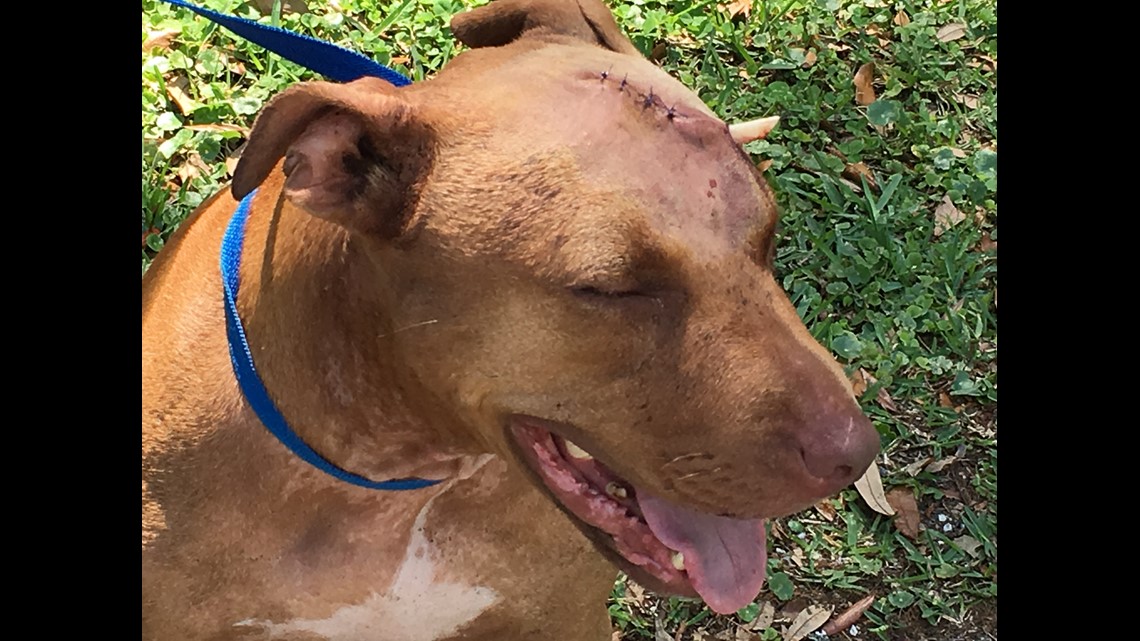Second dog found with gunshot wound on First Coast roadway