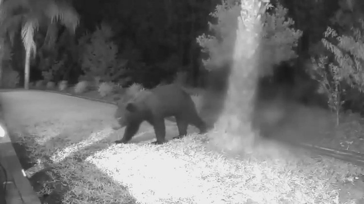 Video | Bear roaming St. Johns County neighborhood