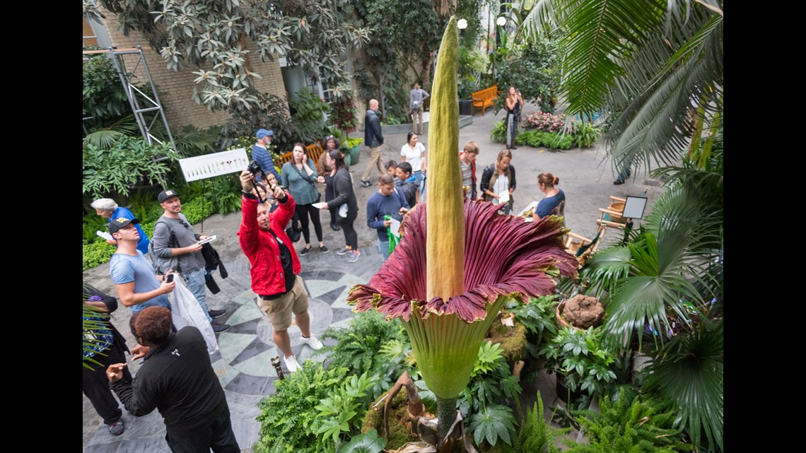 9 things to know about the corpse flower | firstcoastnews.com