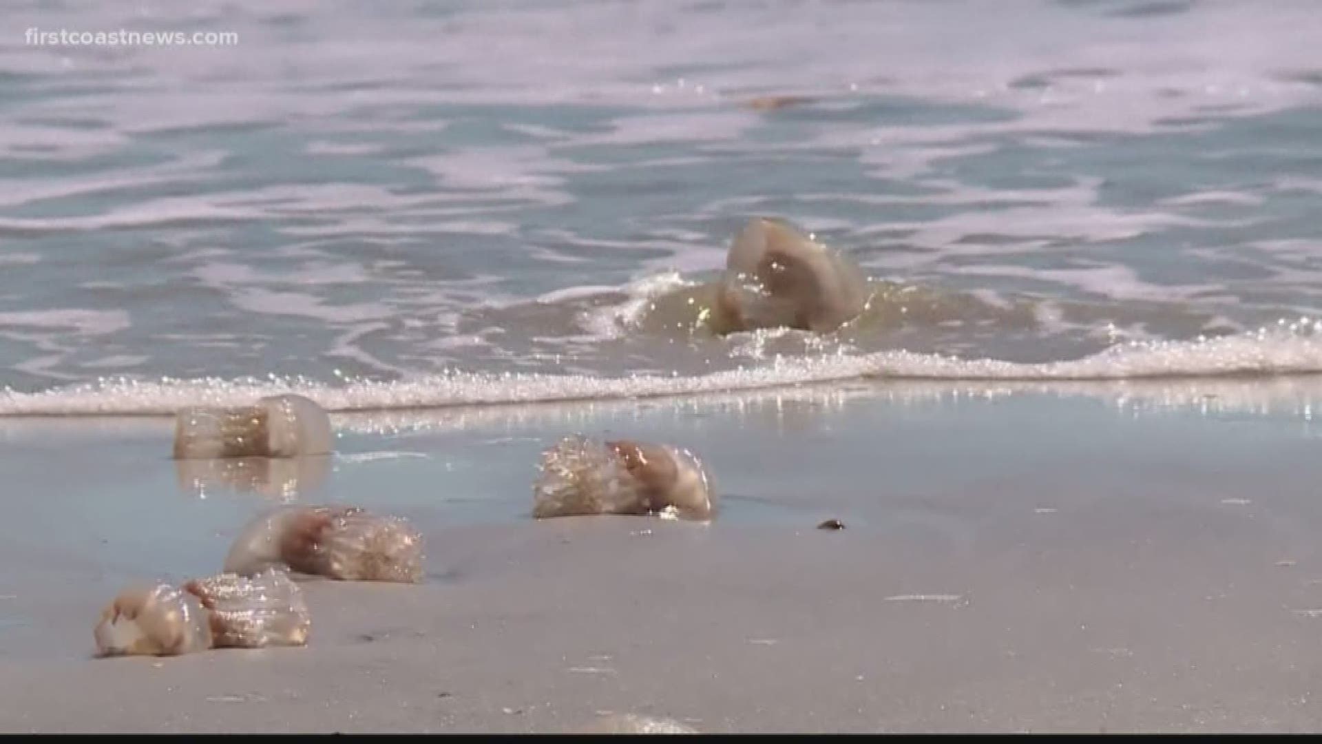 The Jacksonville Beach Lifeguards say that this time of year, their biggest issue at the beach is jellyfish.