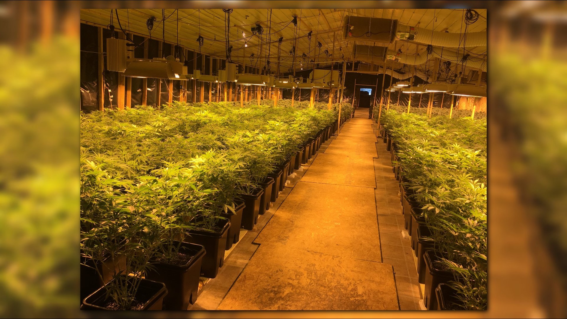 18 million worth of marijuana plants seized in northeast