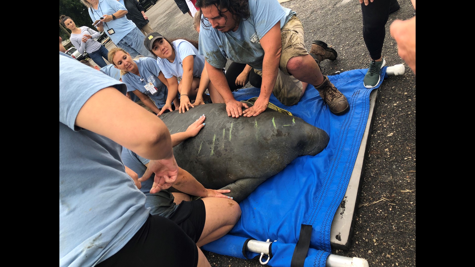 Manatee released back into the wild after being rescued months before ...