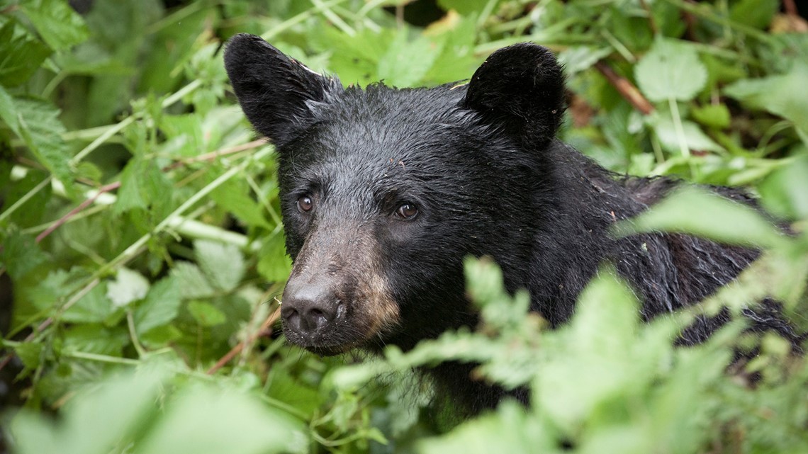 Where was the black bear seen in - 556979710 1140x641 