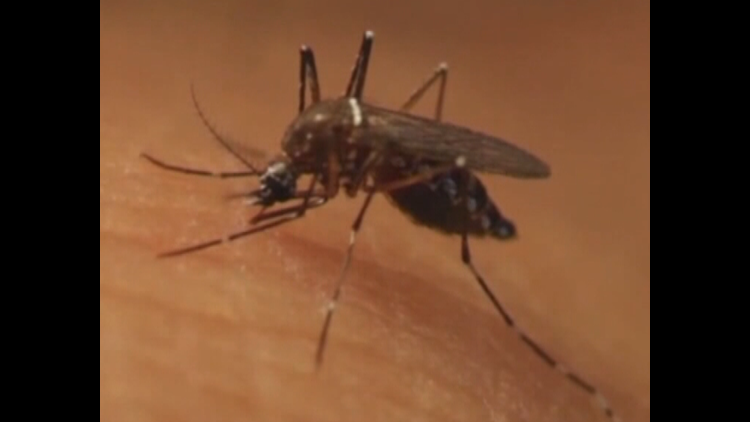 Mosquito-borne disease risk rising on First Coast