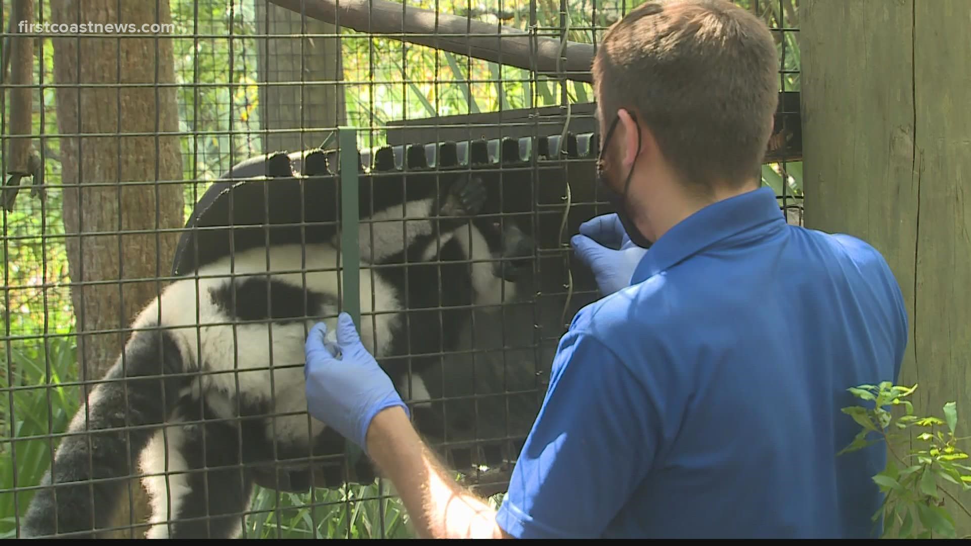 How Jacksonville Zoo is vaccinating its animals 