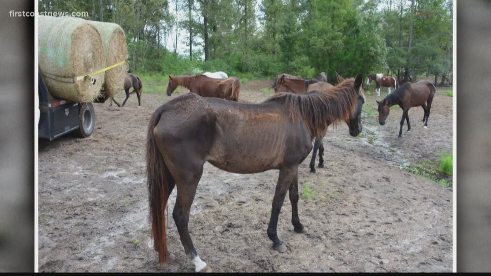 Deputies said over 50 horses were found in "inadequate" conditions on the property of Cheryl Ervin and Richard Ervin back in October 2018.