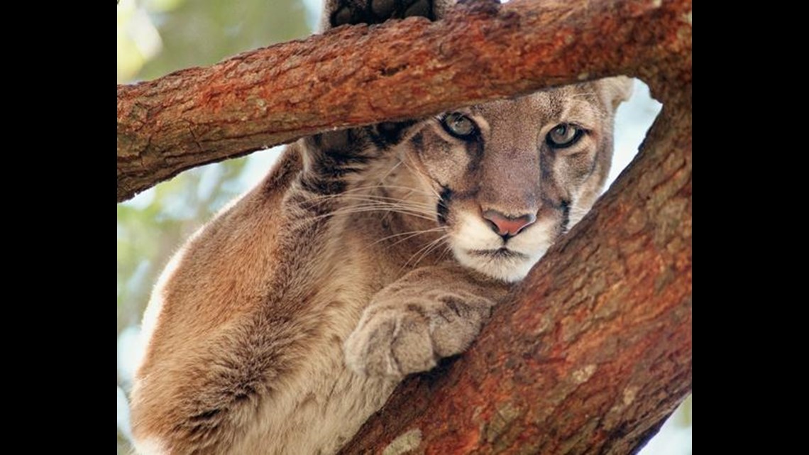 Community Watch driver aids Villager who spotted Florida Panther 