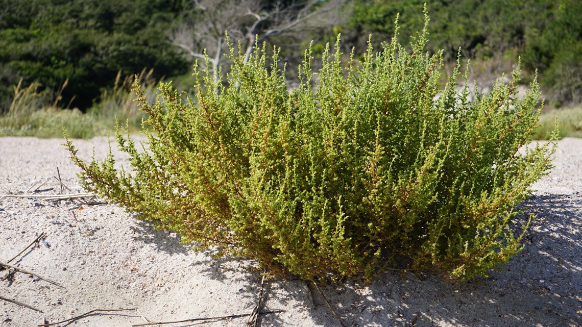 Tumbling tumbleweed is an invasive species