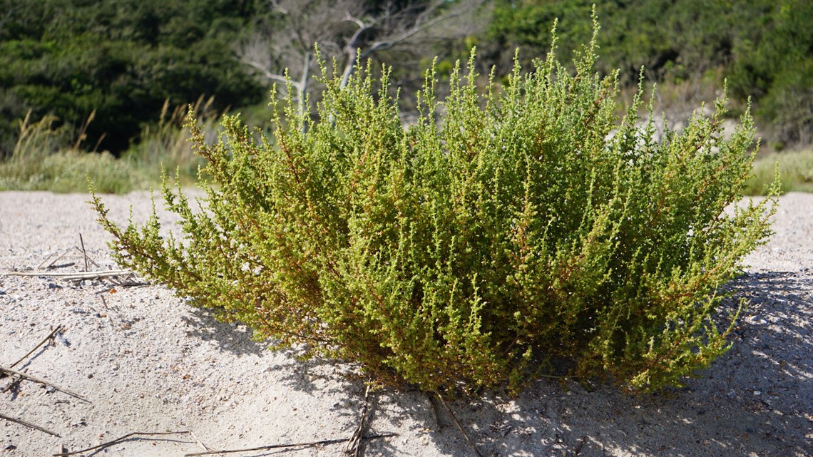 New tumbleweed species is taking over California, Science