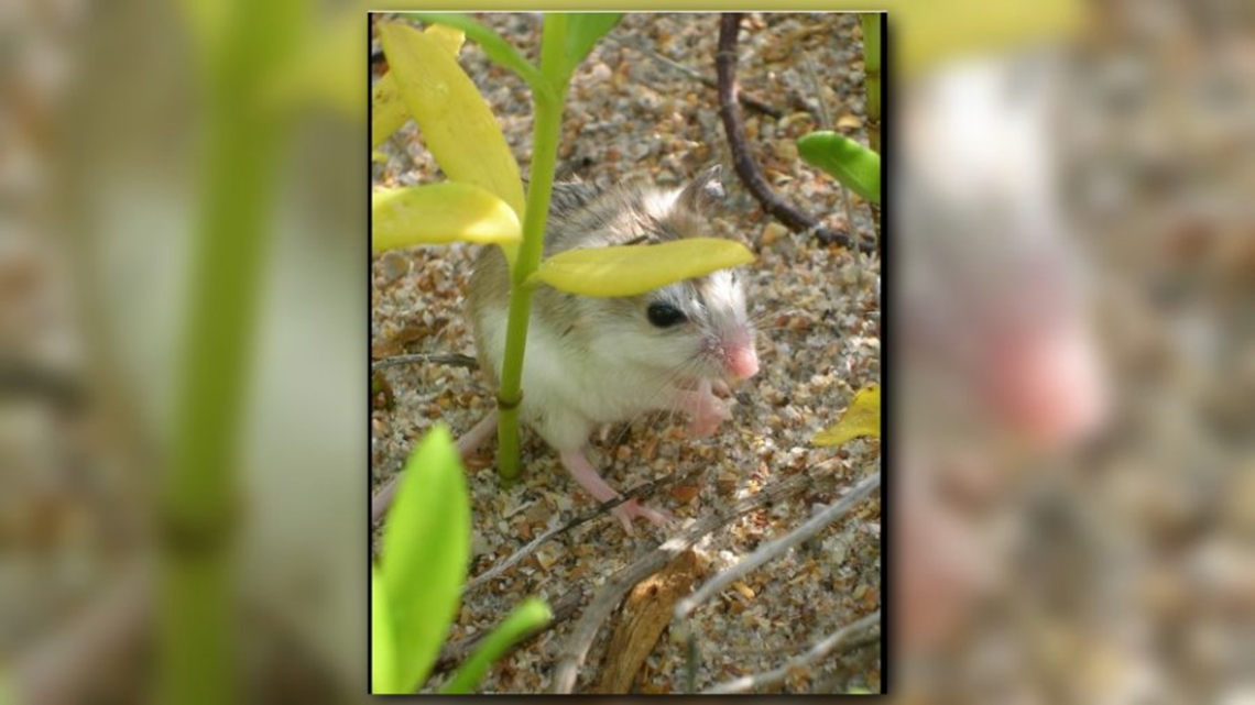 Dunes Destruction Threatens Rare Anastasia Island Beach Mouse   578745992 1140x641 