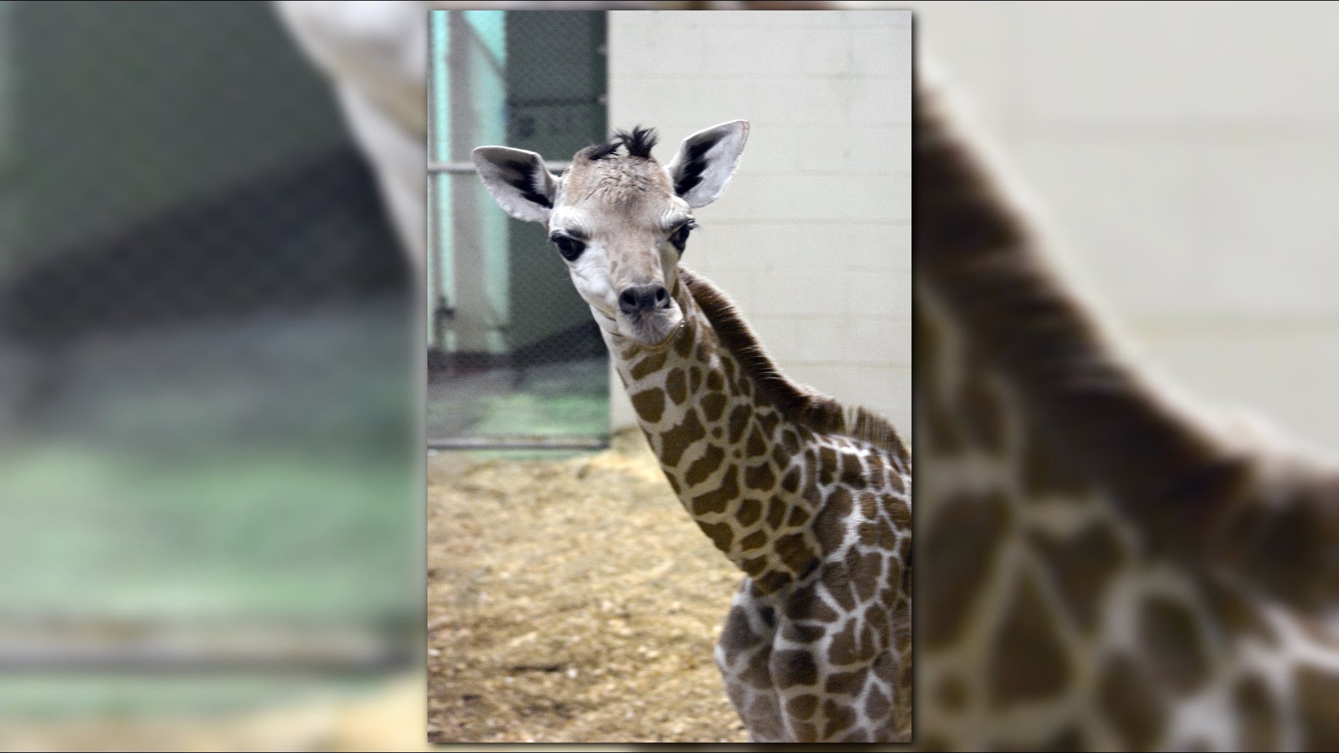 Cheyenne Mountain Zoo giraffe euthanized just shy of two-month birthday