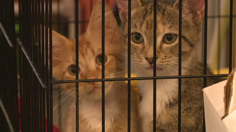 Free Feline Adoption Event - Southside PetSmart - Jacksonville Humane  Society