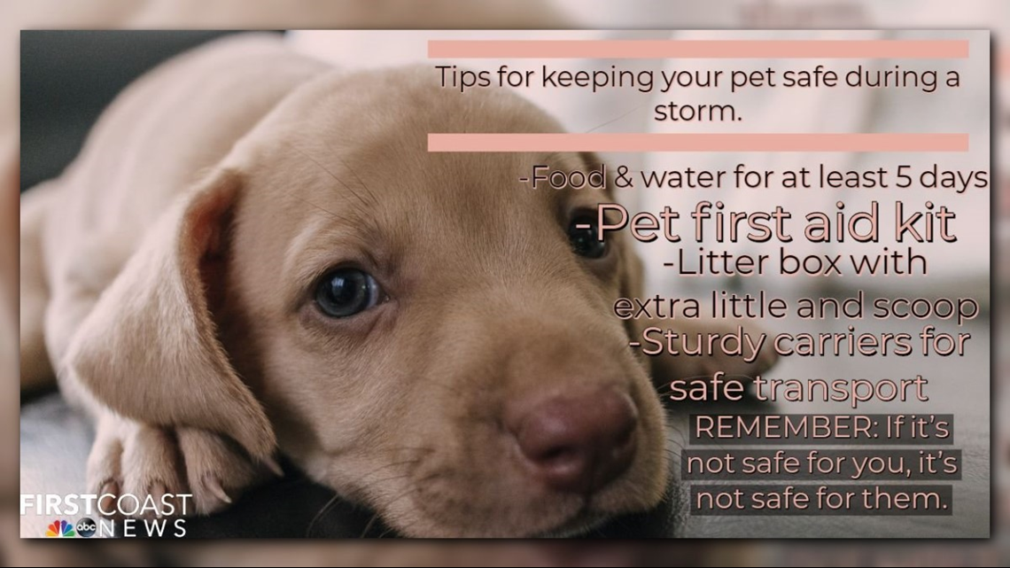 Tips To Keep Your Pets Safe This Hurricane Season | Firstcoastnews.com