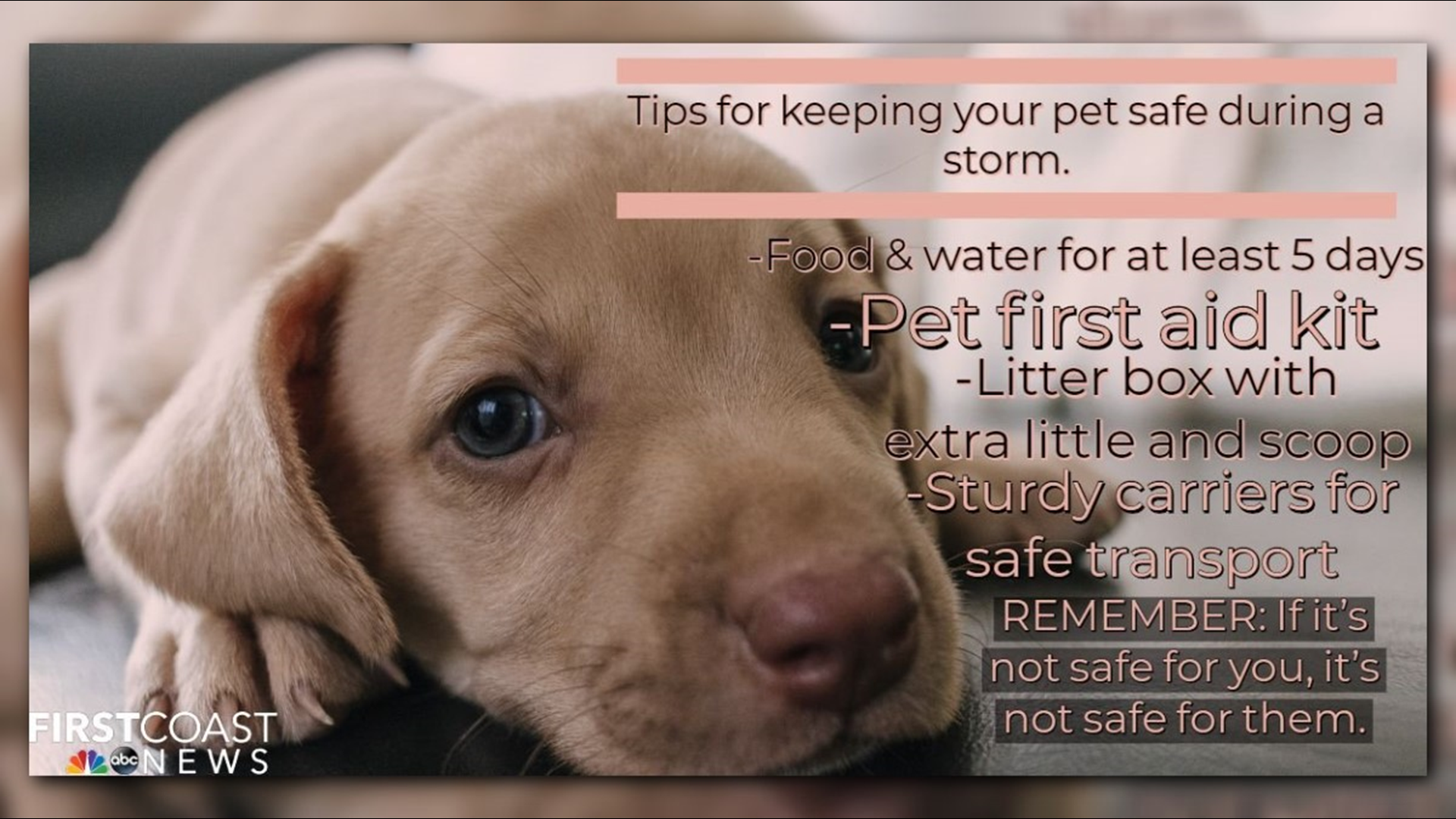 Tips to keep your pets safe this hurricane season | firstcoastnews.com