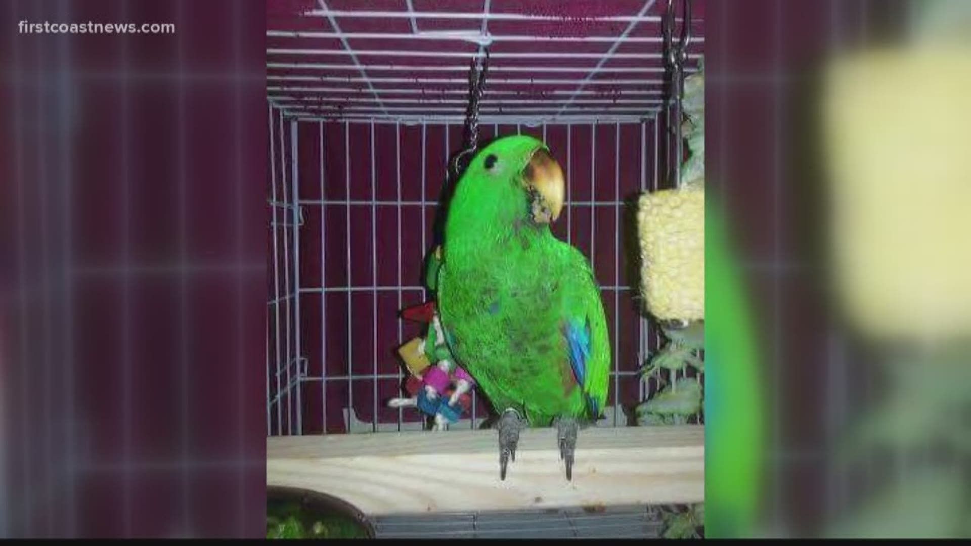 Betty Jenner says her parrot "Koa" was her lifeline and her reason to wake up in the morning. Now, he's been missing for a month.