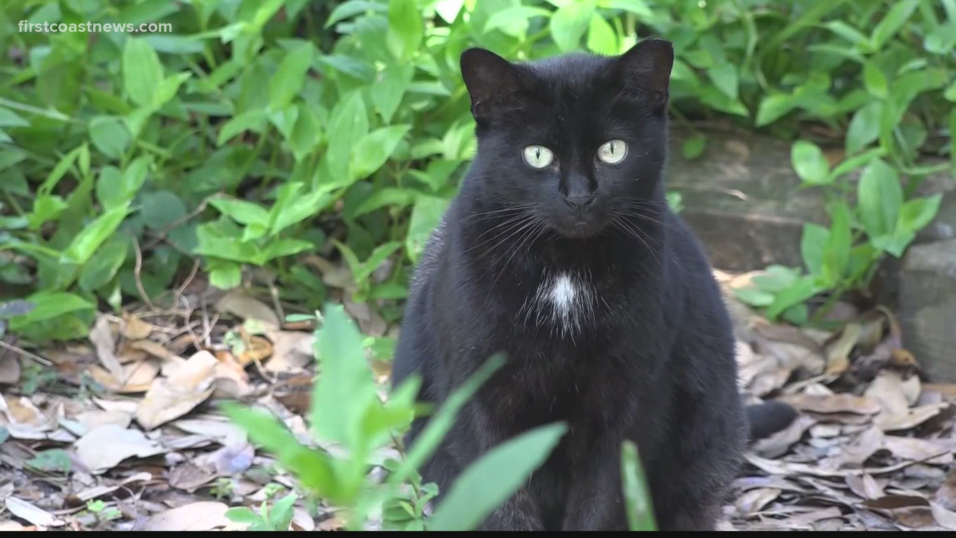 Police investigating community cats shot and killed in Duval County