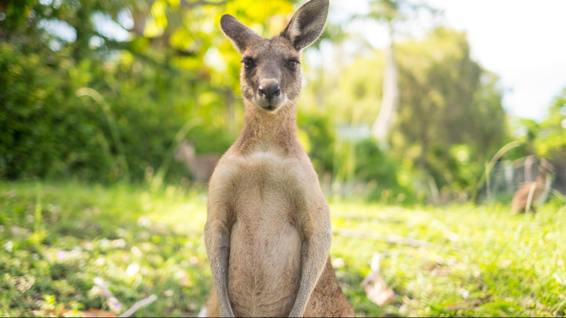 WATCH | ONLY IN FLORIDA: Kangaroo seen hopping down street in Jupiter ...