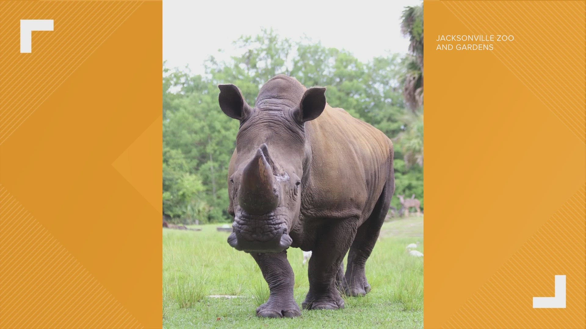 Jacksonville Zoo Rhino oldest in human care in the world