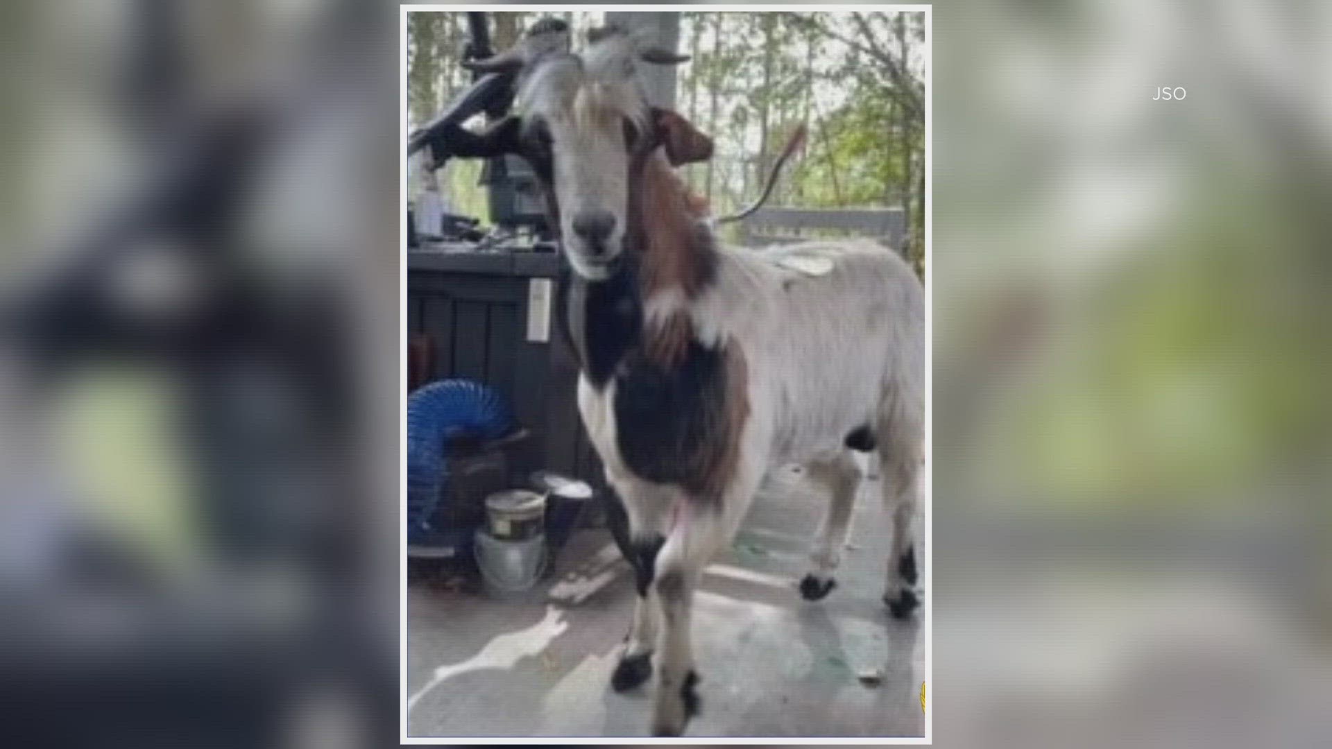 The male goat was found wandering around near the intersection of Collins Road and Settlers Landing Trail South on Saturday.