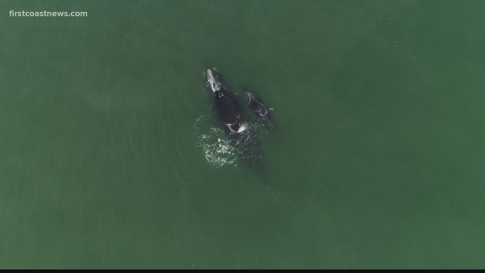 A scientist and drone operator takes video of the paddleboarder by the whales near Matanzas Inlet.