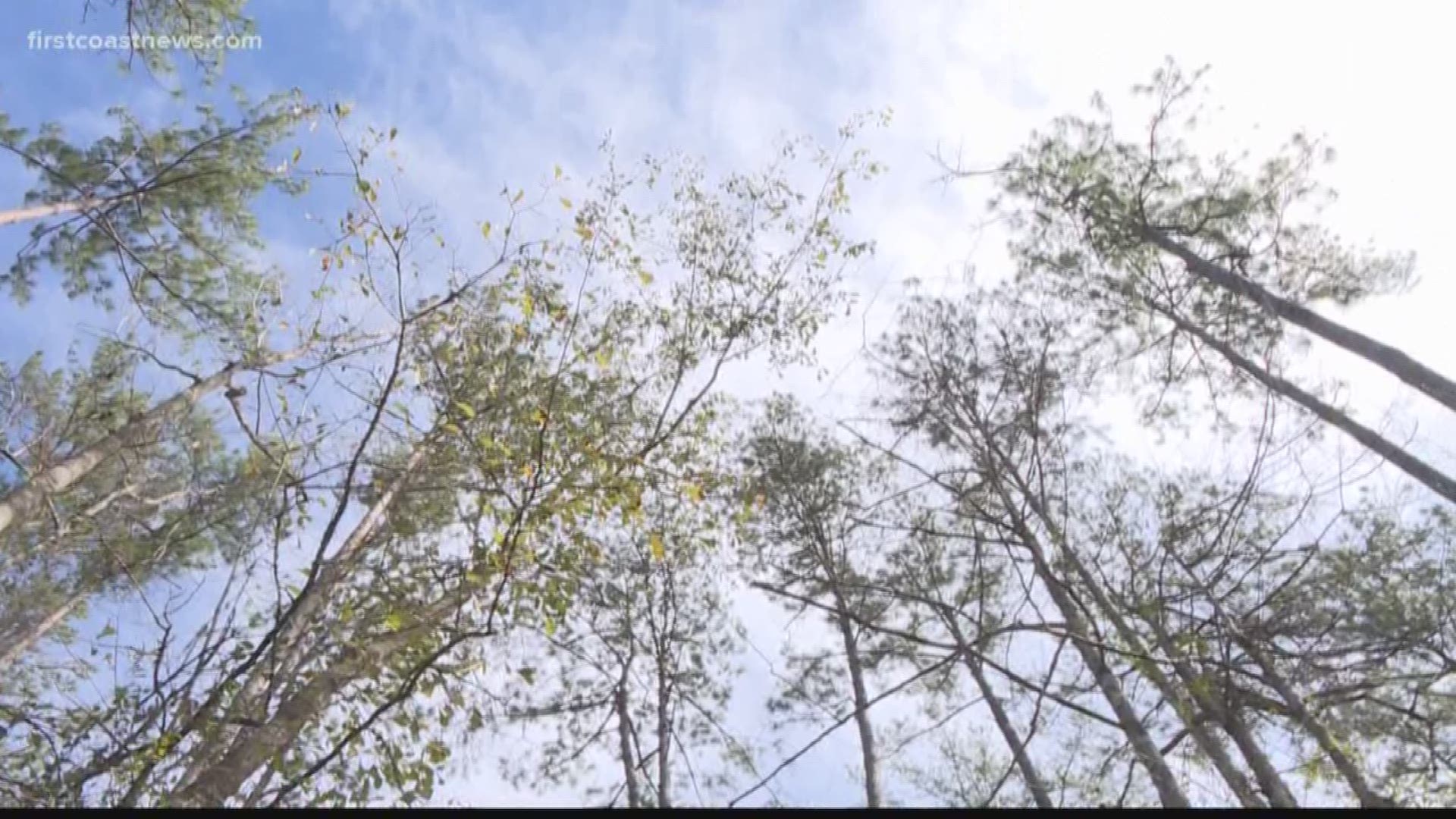 The land deal saves more than 500 acres of land in Middleburg. The land is located just along the north bank of Black Creek.