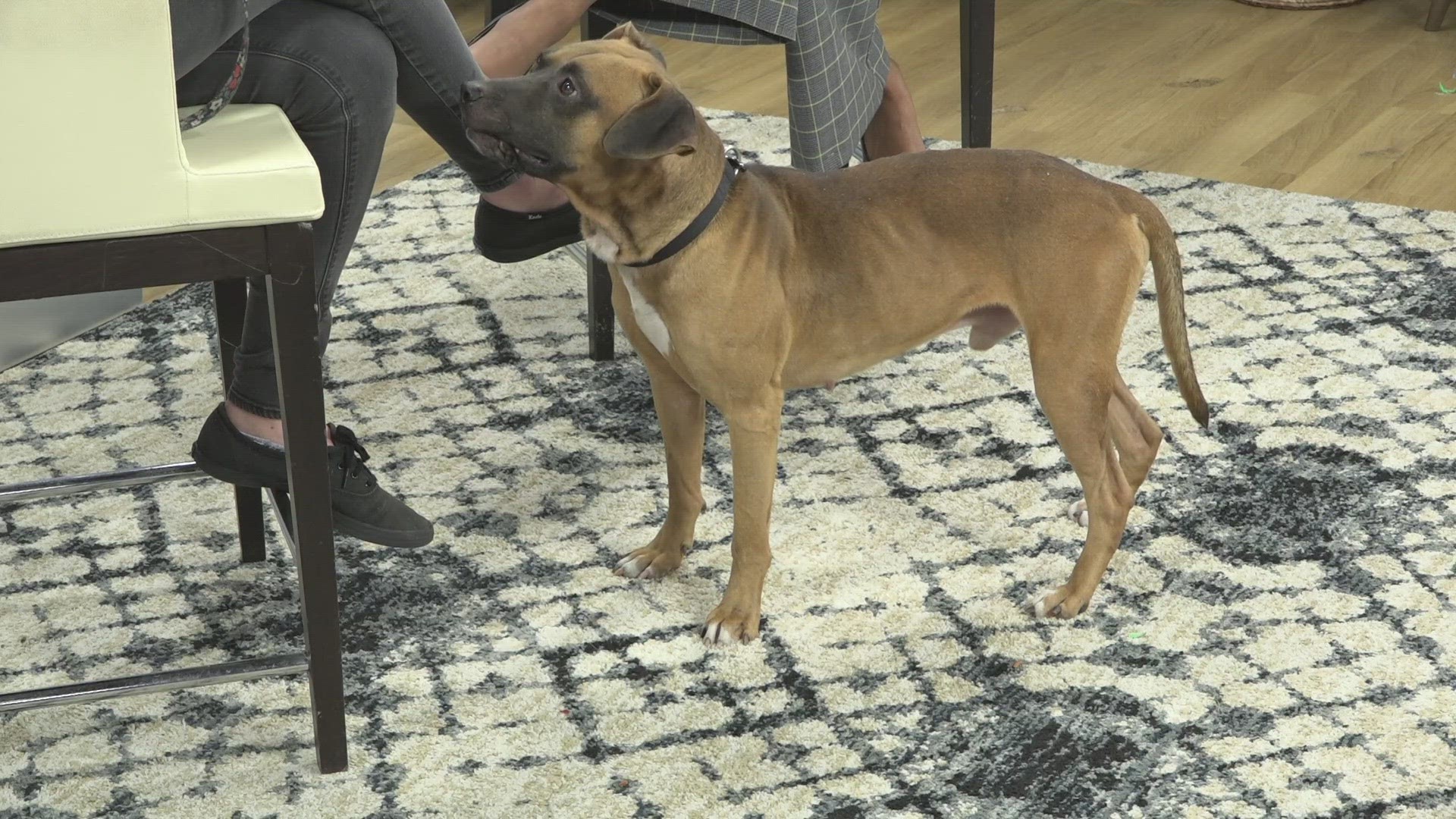 Rio, along with other dogs, cats and kittens will be available to adopt for free at the St. Johns Town Center on Saturday and Sunday from 10 a.m. to 3 p.m.