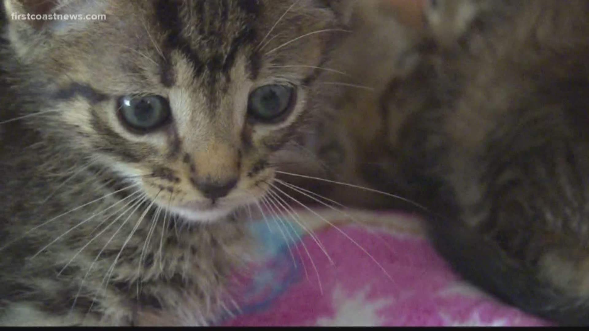 Over a dozen kittens, just weeks old, are recovering at a local shelter after they were left behind Tuesday night in a plastic bin in Putnam County.