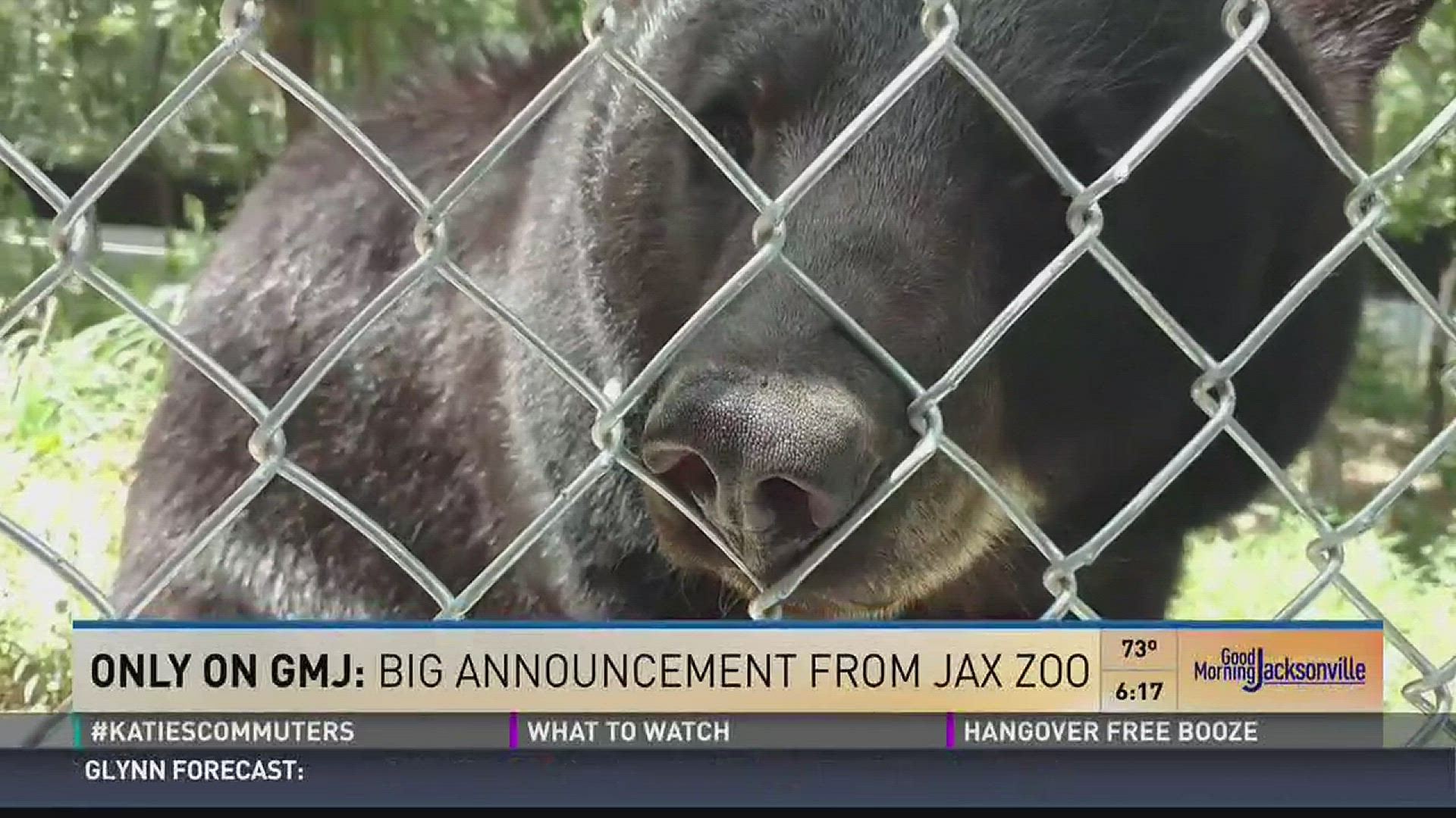 GMJ reveals the newest member of the Jax Zoo family!