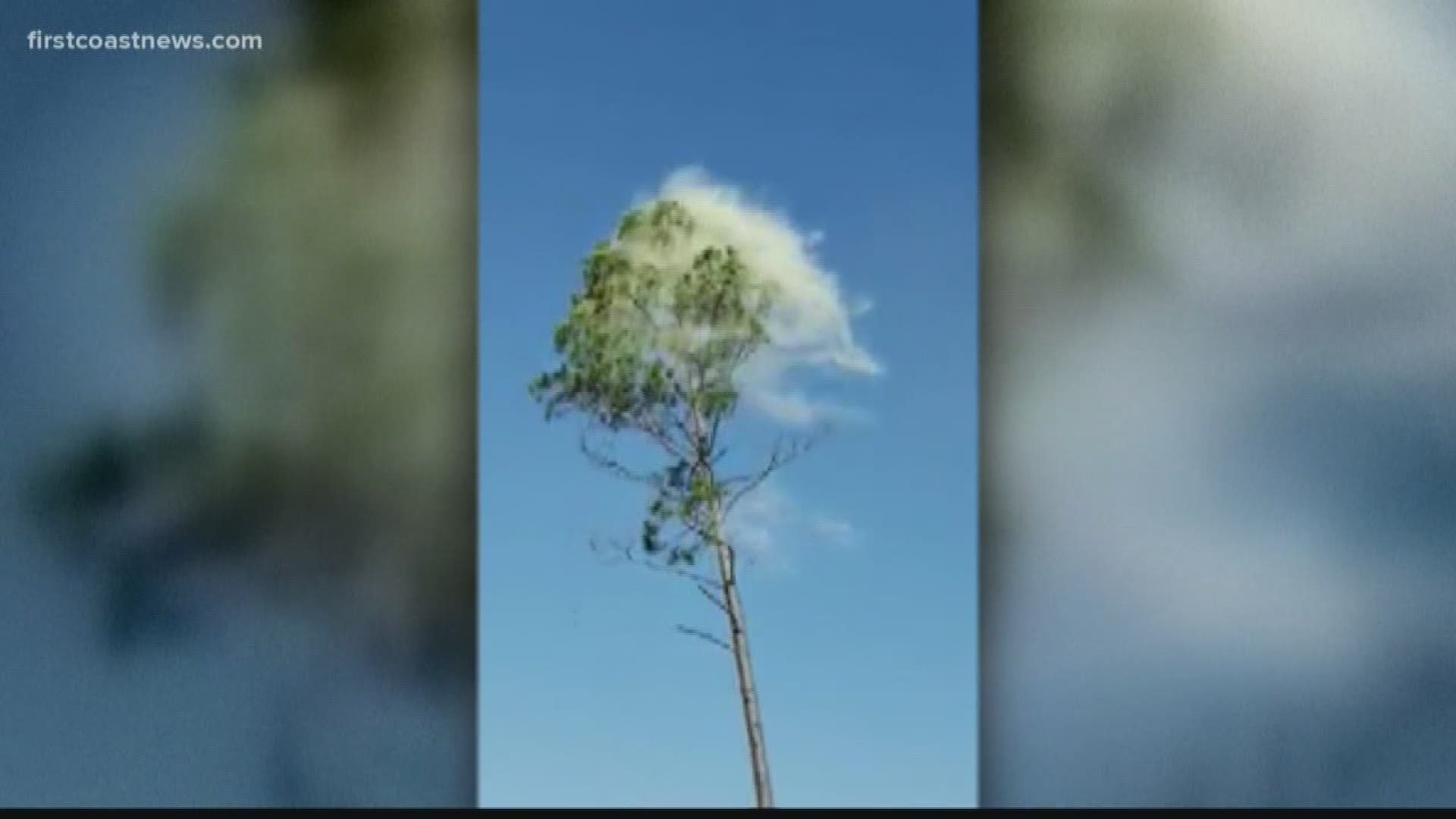 Watch as a giant cloud of pollen shakes off a large tree in Brantley County, Georgia.