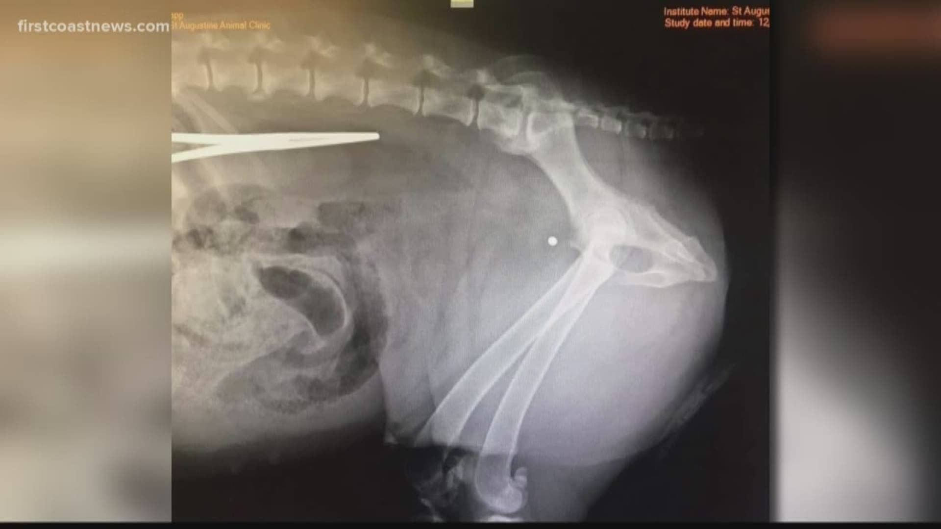 A woman in St. Augustine is looking for answers after her dog was shot with a pellet gun