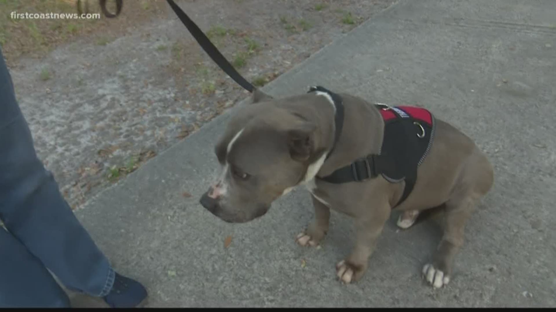 A local dog was rejected from becoming a volunteer therapy dog.