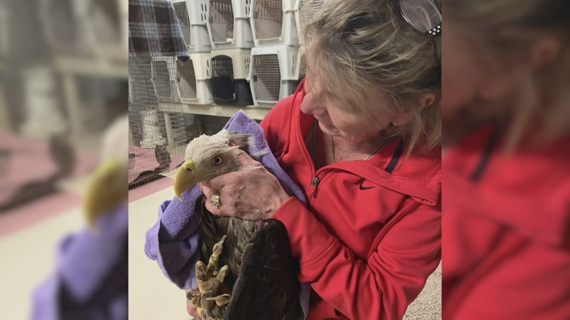 Pioneer Northeast Florida bird rescuer Cindy Mosling dies; family remembers decades of service